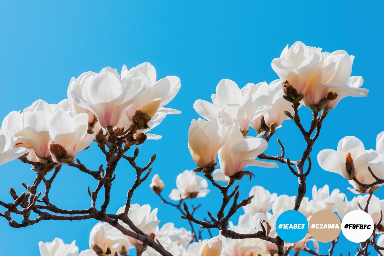 Spring is coming，乐动体育(LeDong Sports)官方网站为你试色限定春季“彩妆”（组图）